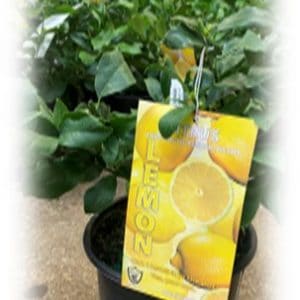 A lemon plant in a black pot with a lemon-themed tag.