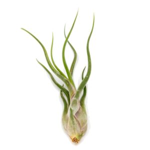 Green air plant with elongated leaves on white background.