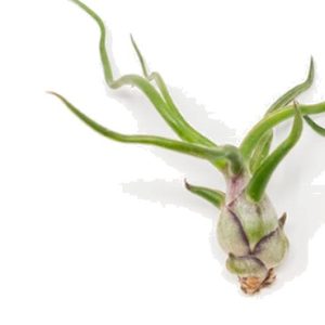 Close-up of a small air plant with green leaves on white background.