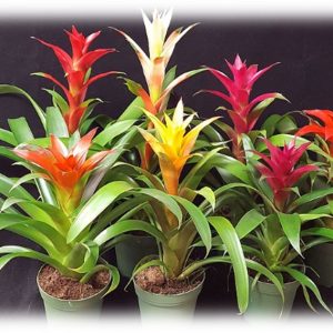 Colorful bromeliad plants in pots with vibrant flowers.