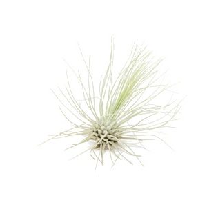 A small, delicate air plant with thin, wispy leaves on a white background.
