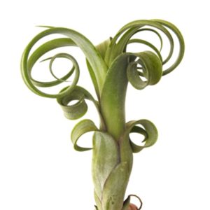 A green air plant with curly leaves isolated on white.