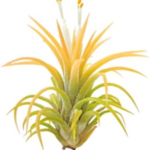 A vibrant yellow and green air plant with elongated leaves.