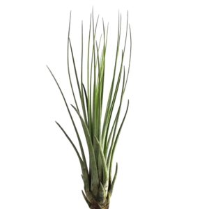 A close-up of a green air plant against a white background.