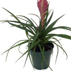 A potted bromeliad plant with a pink flower and long green leaves.