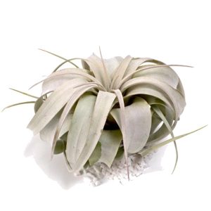 A pale green air plant with long, curved leaves on a white surface.