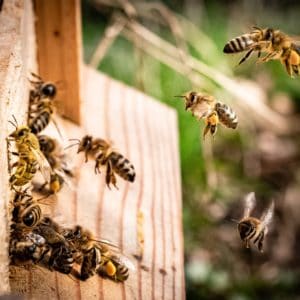 Essaim d'abeilles