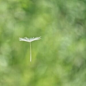 The Gift of Mindfulness anytime