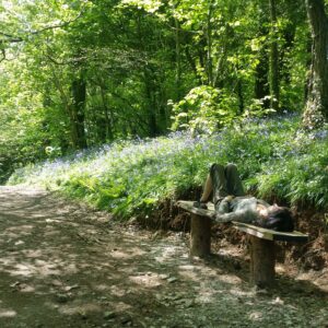 The Gift of Mindfulness (4)