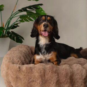 Alpine Box Bed Taupe / L - 75 x 60 x 18 cm