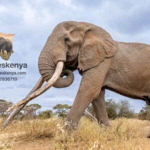 elephant-two- Image 2026-01-14 at 2.54.58 PM