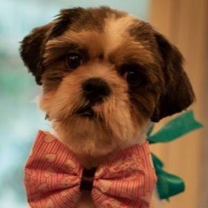 8 interesting facts about Shih Tzu 8 interesting facts about Shih Tzu