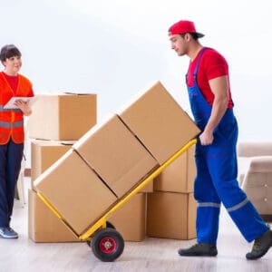 Moving houseplants: get useful info