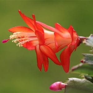 Akai Aganata