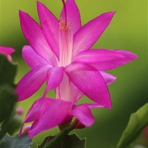 Benedikte