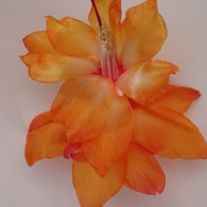 a new book Schlumbergera + unrooted cutting La Mamma