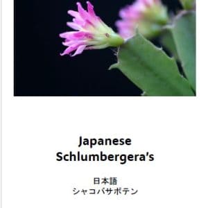 Japanese Schlumbergera's