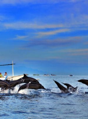 Bali Dolphin Watching Tour