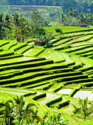 bali tour package