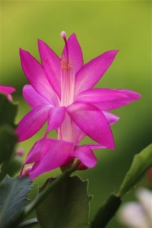 Benedikte