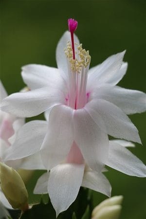 Kami no hana