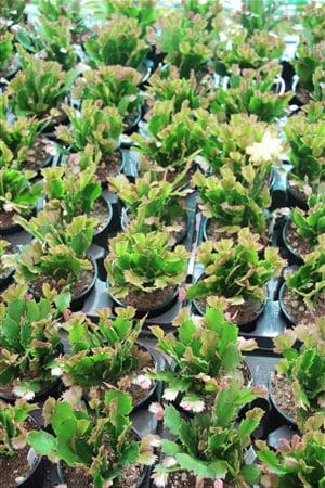 Murabilia Gold plant