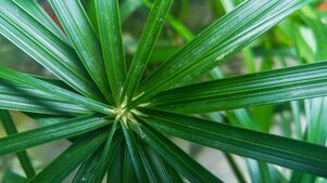saw palmetto