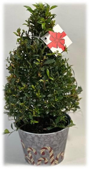A potted green leafy plant with a red tag.