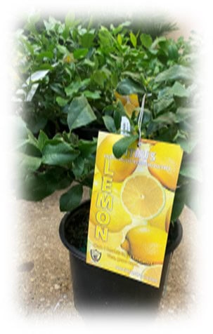 A lemon plant in a black pot with a lemon-themed tag.