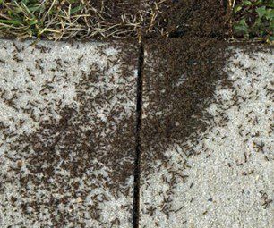 ants