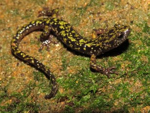Green Salamander (Aneides aeneus) with yellow-green speckled pattern resting on a moss-covered dolomite rock surface — Ohio endangered species requiring authorized visual encounter surveys from April through October as part of EDGE Engineering environmental compliance assessments.