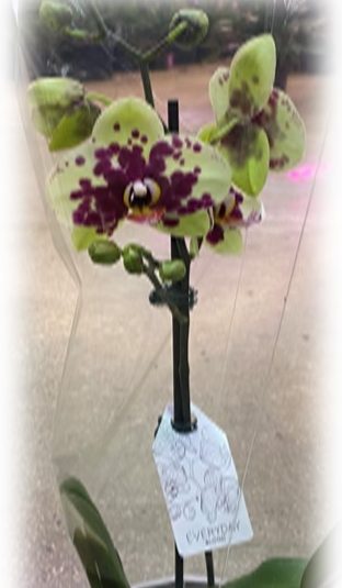 A spotted orchid flower with purple and yellow petals.