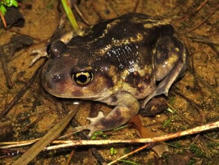 Close-up side profile of a Dusky Gopher Frog (Rana sevosa) on a sandy substrate at night, its stocky brown-mottled body, prominent golden eye, and spade-like hind feet clearly visible — federally endangered frog species requiring authorized habitat and ephemeral pond surveys by EDGE Engineering for Endangered Species Act compliance in the southeastern U.S.