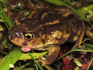 Dusky Gopher Frog (Rana sevosa) photographed at close range in shallow wetland vegetation at night, displaying its distinctive golden iris, dark mottled skin, and orange dorsal spots — critically endangered amphibian species at the center of landmark U.S. Supreme Court Endangered Species Act litigation, surveyed by EDGE Engineering for federal project compliance.