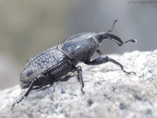 adult billbug