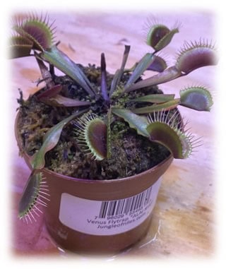 A Venus flytrap plant in a brown pot with a barcode label.