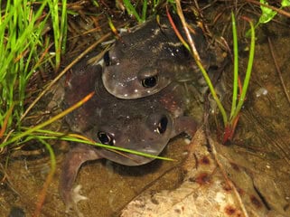 Two Dusky Gopher Frogs (Rana sevosa) in amplexus at the edge of an ephemeral breeding pond surrounded by grass and leaf litter — rare nighttime documentation of federally endangered frog species reproductive behavior in coastal Mississippi and Louisiana pine savanna habitat surveyed by EDGE Engineering biologists.