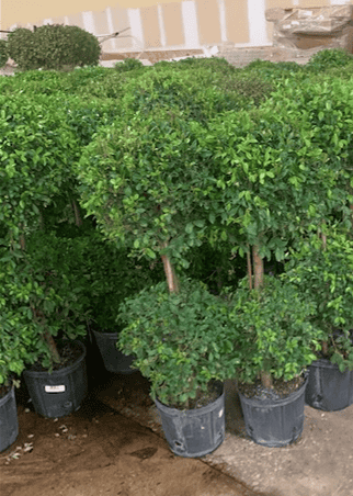 Three potted round-shaped ornamental trees with dense green foliage.