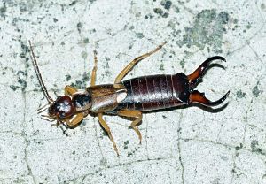 Earwigs