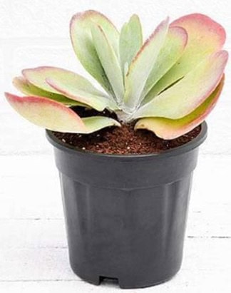 A succulent plant with thick, green and pink-tinged leaves in a black plastic pot.