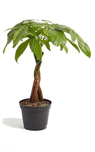 A braided money tree plant in a black pot with green leaves.