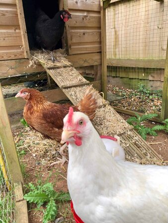 Repairing Our Chicken Coop After Storm Darragh
