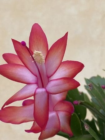 Red Flame - Image 2