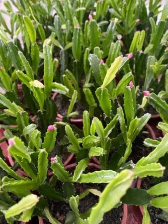 Chiba Moon Goddess