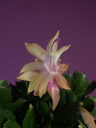 Cebelina