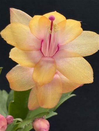 Murabilia Gold