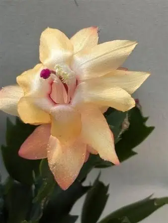 Golden Heart