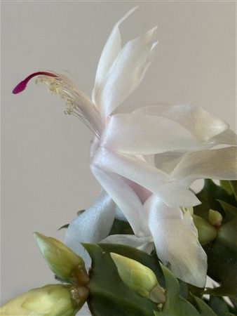 Murabilia Dream