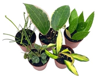Various potted plants with different leaf shapes and colors.