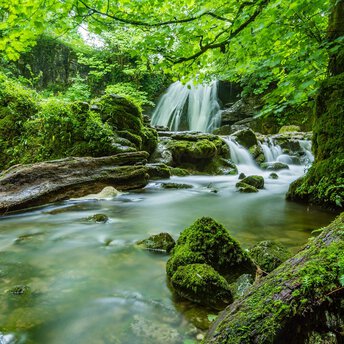 A forested waterfall cascading over moss-covered rocks into a clear stream — representing the aquatic habitats and natural ecosystems EDGE Engineering helps clients protect and permit.